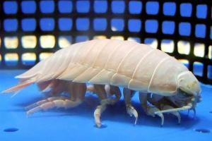 Div izopod - takav mokar nije skriven pod vlažnom krpom! Div izopod - takav mokar nije skriven pod vlažnom krpom!